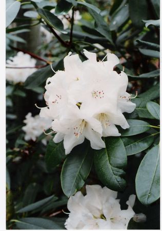 Rhodo Butterfly